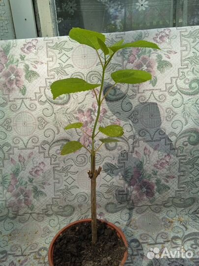 Гортензия саженцы