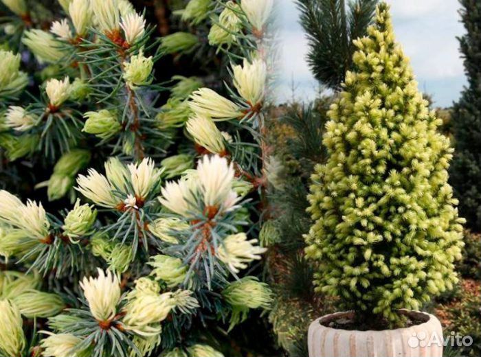 Ель голубая