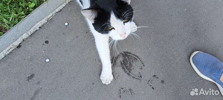 Помогите ласковому котику без имени обрести семью