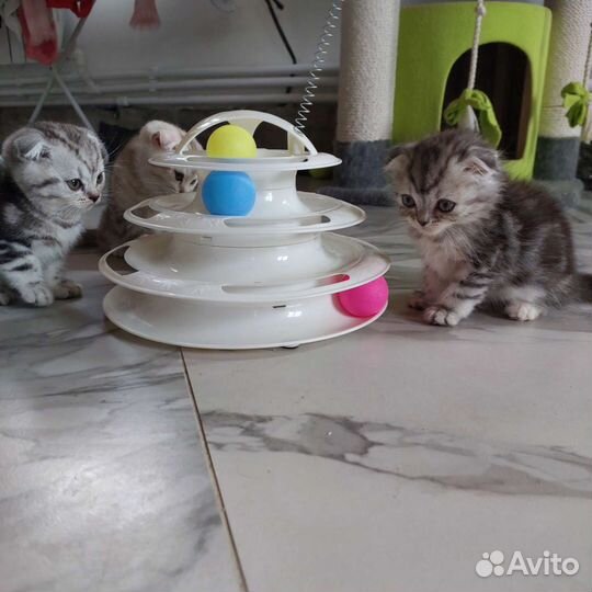 Шотландские мраморные котята