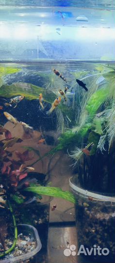 Моллинезия желтая