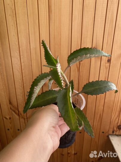 Каланхоэ лечебное