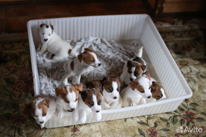 Джек рассел терьер