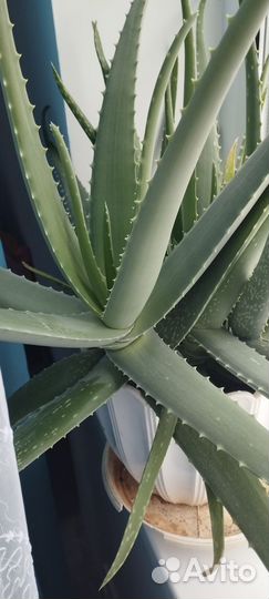 Комнатные цветы алоэ