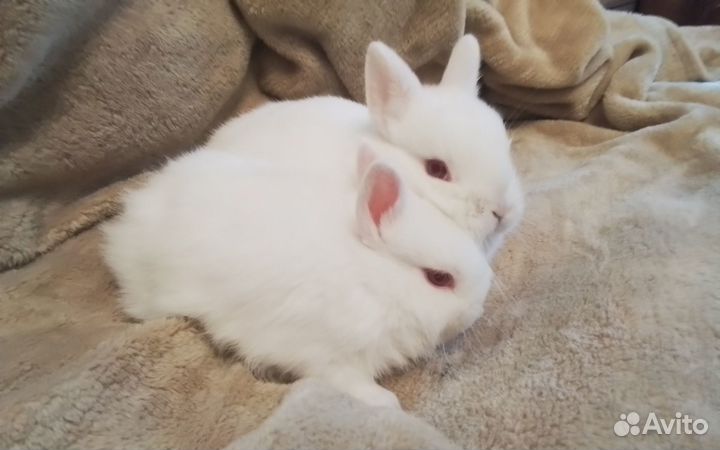 Декоративные карликовые кролики