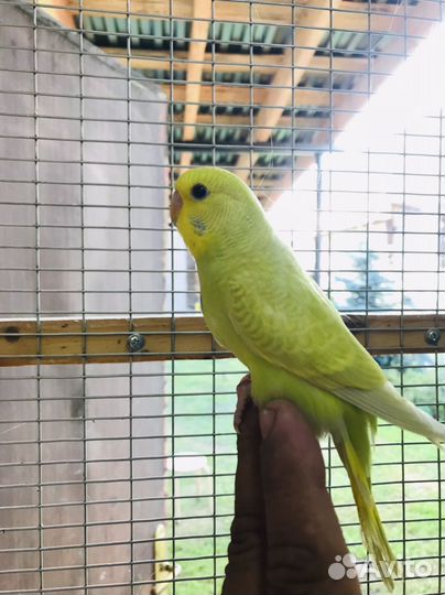 Птенцы волнистый попугай