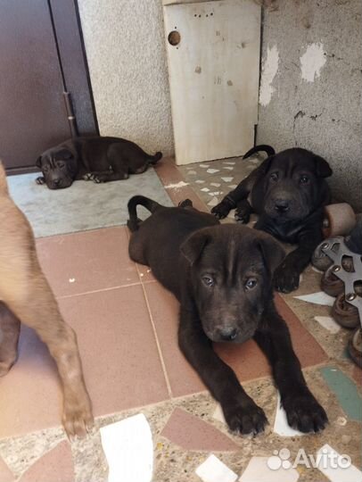 Щенки шарпей