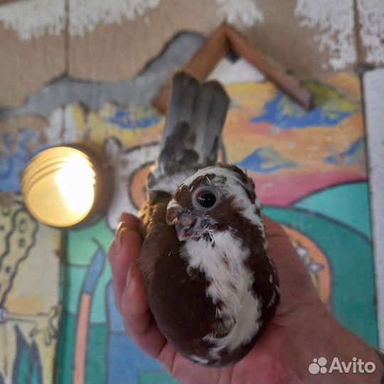 Голуби Орловские