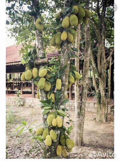 Джек фрукт, деревце