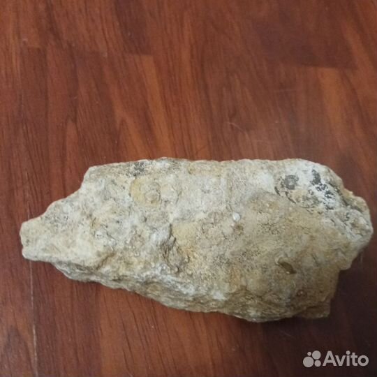 Камень с окаменелостью