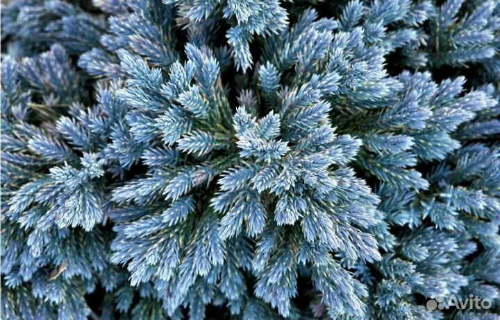 Можжевельник чешуйчатый Блю стар