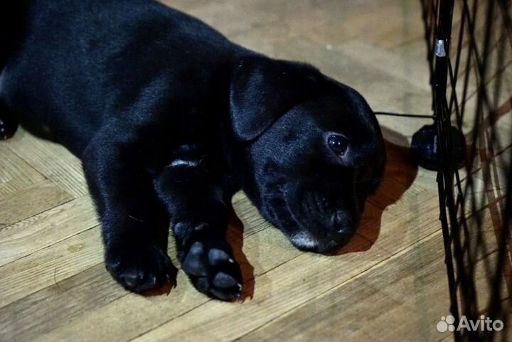 2 щенка в добрые руки (метис питбуля)