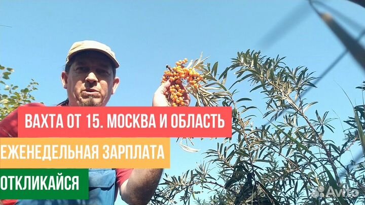 Комплектовщики облипиха в теплицу Еженедельные вып