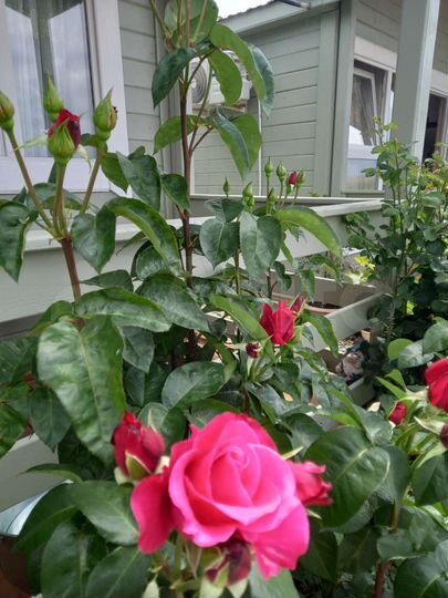 Дом 40 м² на участке 10 сот.