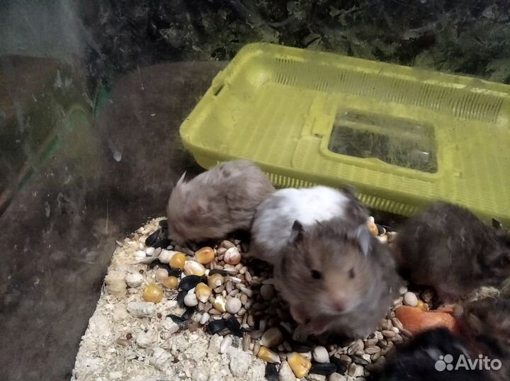 Обаятельные ручные хомяки ищут хозяев