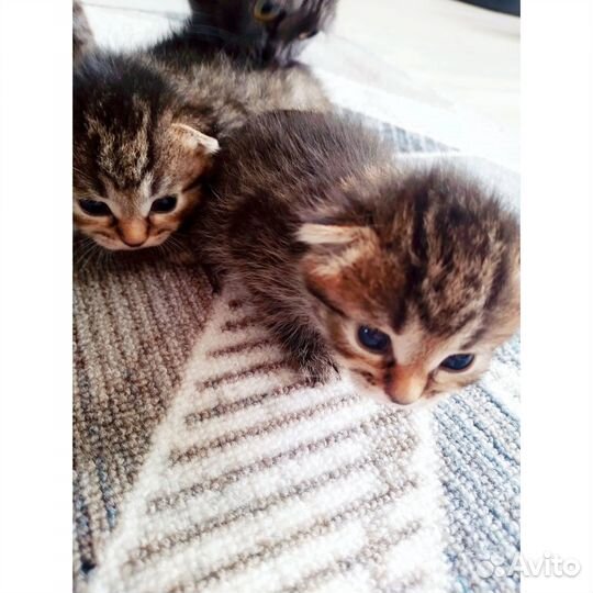 Шотландские котята