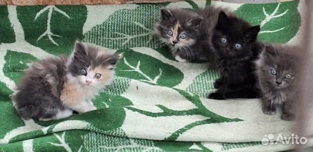 Котята в добрые руки