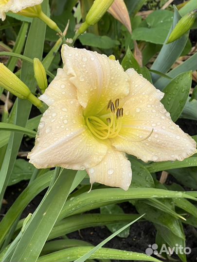 Роза, лилии, гортензии, пионы