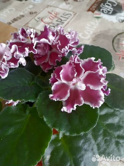 Сортовые фиалки цветущие, детки