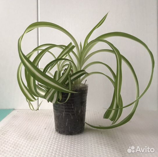 Хлорофитум кудрявый