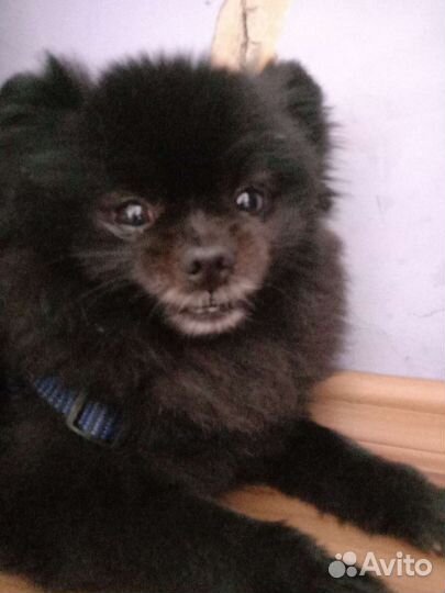 Передержка домашних животных