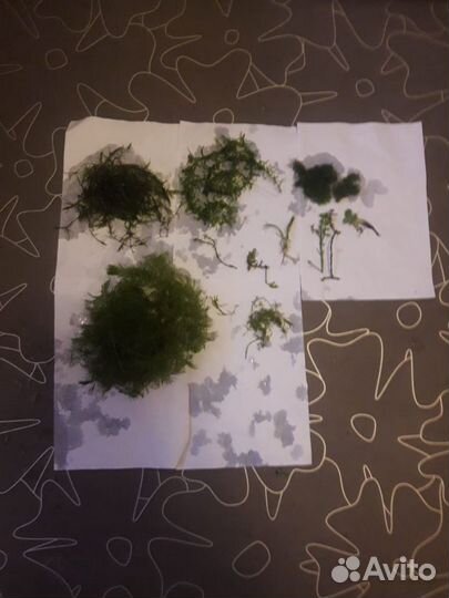 Набор для начинающего аквариумиста