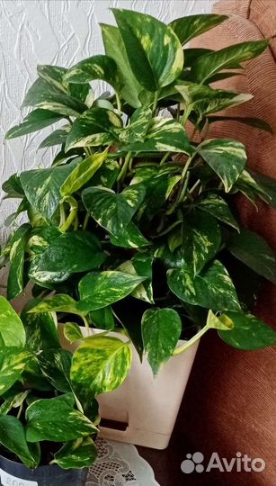 Эсхинантус. Кордилина. Ирезине. Сциндапсус