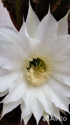Детка кактуса эхинопсиса острогранного