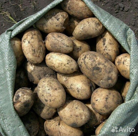 Продам картофель
