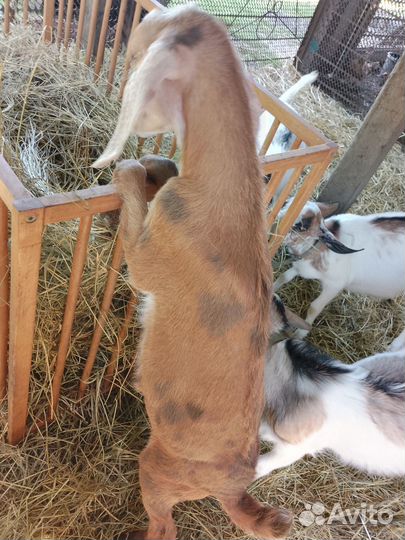 Нубийский козлик