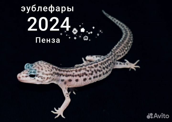 Эублефары малыши 2024