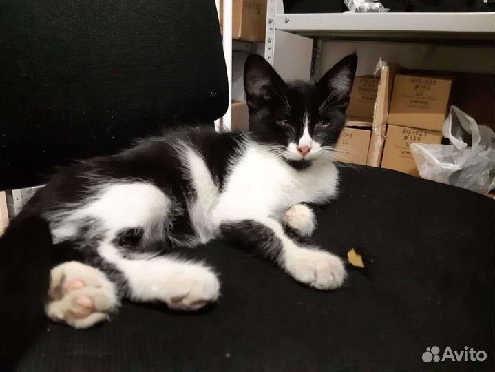 Кошка в дар