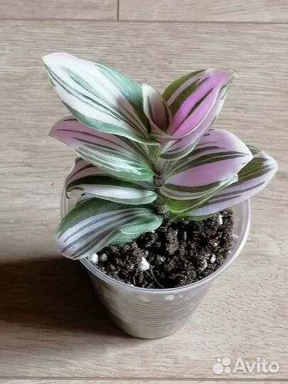 Комнатные растения