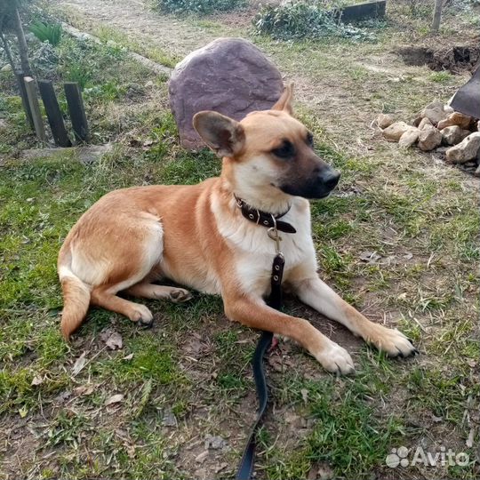 Красивая рыжая ласковая собака