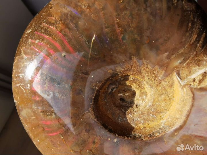 Аммонит натуральный