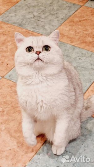 Котик серебристая шиншилла 2 года-в разведение