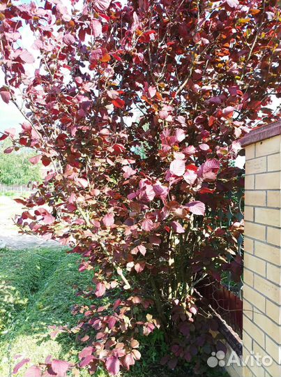 Лещина (фундук)