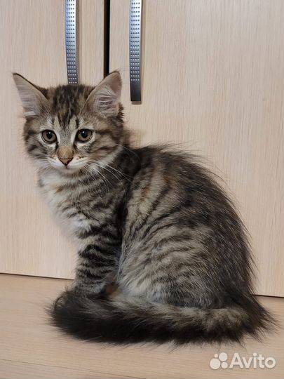 Котята бесплатно