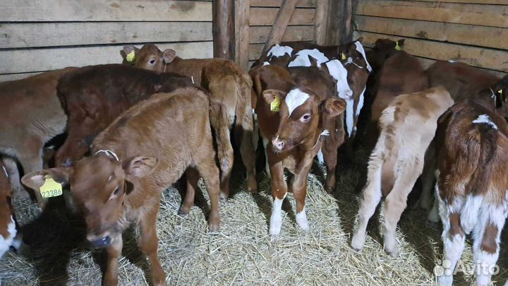 Бычки телята быстрая доставка