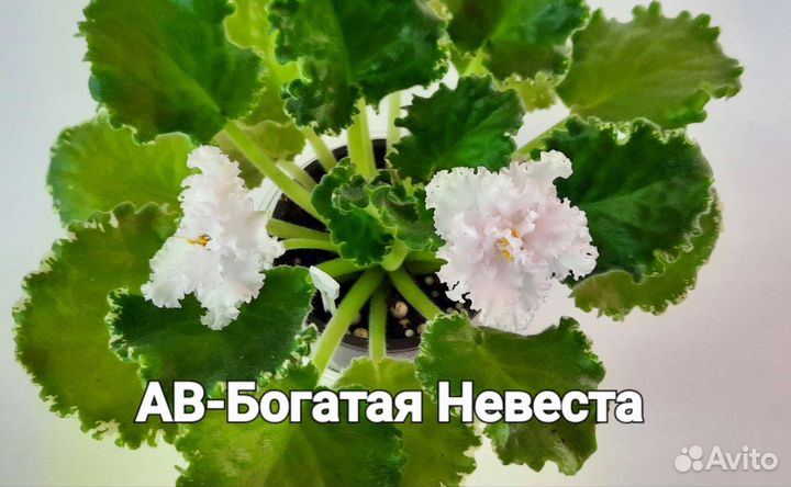 Сортовые фиалки