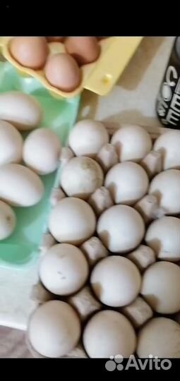 Яйца индоутки, куриные