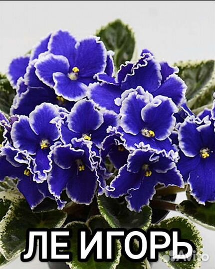 Фиалки стартеры