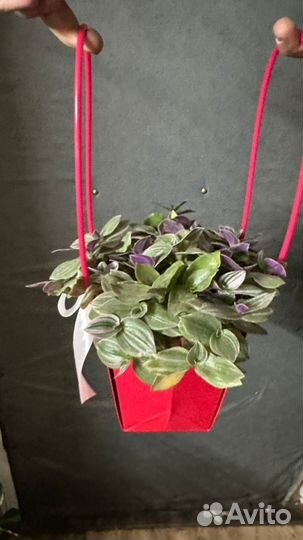 Традесканция комнатный цветок