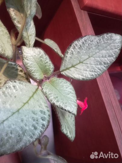 Эписция - комнатный цветок