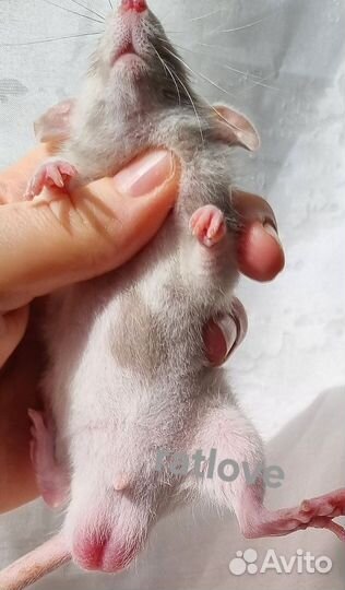 Крысята марбл от ratlove