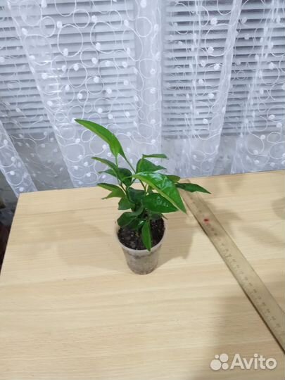 Лимонное дерево