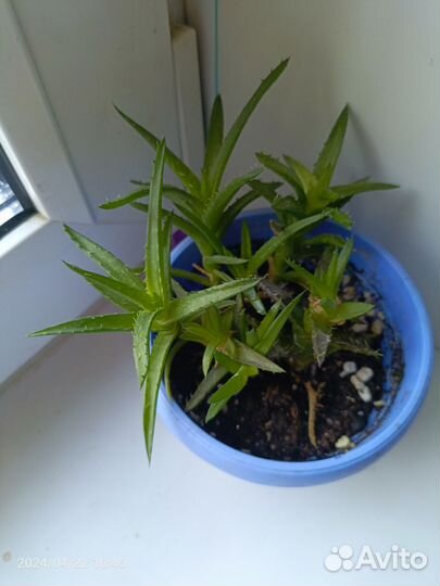 Суккуленты