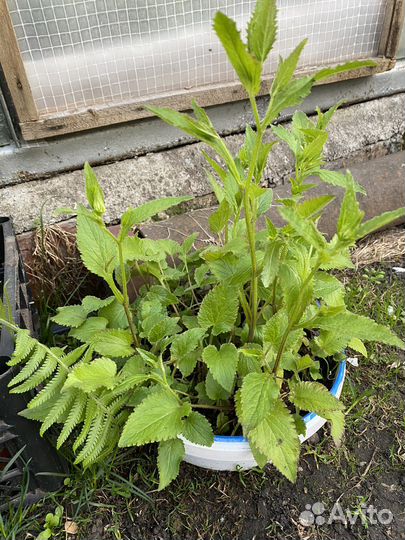 Многолетние садовые цветы