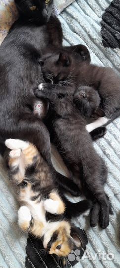 Котята