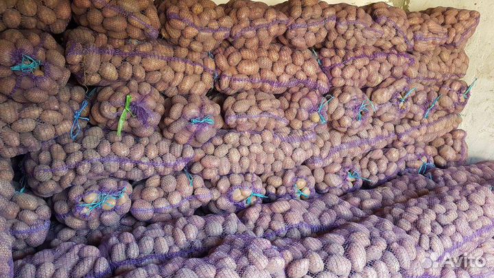 Картофель оптом